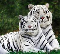 pic for white bengal tigers 1080x960
